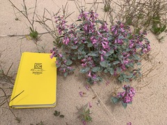 Penstemon albomarginatus