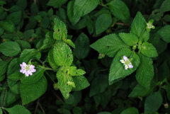Lantana velutina