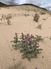 Penstemon albomarginatus