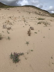 Penstemon albomarginatus