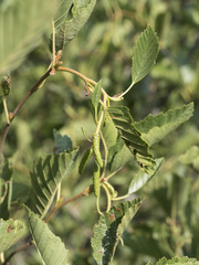 Alnus incana tenuifolia
