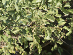 Alnus incana tenuifolia