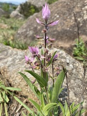Syncolostemon transvaalensis