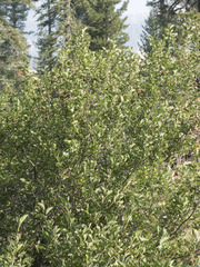 Alnus incana tenuifolia