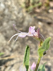 Syncolostemon transvaalensis