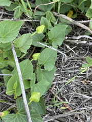 Calystegia macrostegia