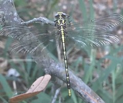 Gomphidae