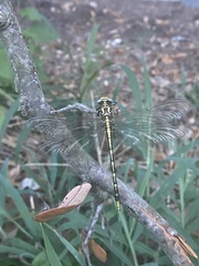 Gomphidae