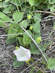 Calystegia macrostegia