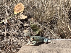 Crotaphytus collaris
