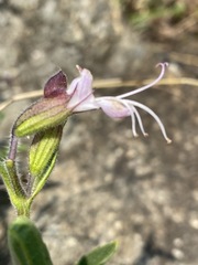 Syncolostemon transvaalensis