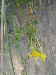 Oenothera clelandii