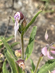Syncolostemon transvaalensis
