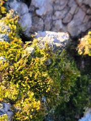 Nyholmiella obtusifolia