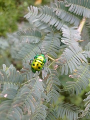 Chrysocoris purpureus