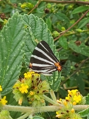 Panthiades bathildis