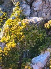 Nyholmiella obtusifolia