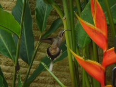 Phaethornis longirostris