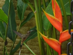 Phaethornis longirostris