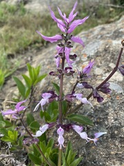 Syncolostemon transvaalensis