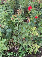 Diplocarpon rosae