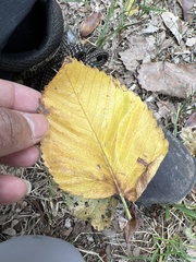 Ulmus
