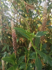 Phytolacca