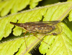 Dictyopharinae