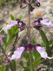 Syncolostemon transvaalensis