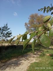 Ulmus minor