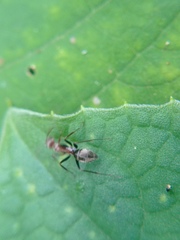 Camponotus rufoglaucus