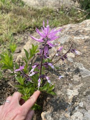Syncolostemon transvaalensis