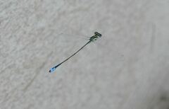 Aciagrion borneense