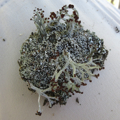 Cladonia cariosa