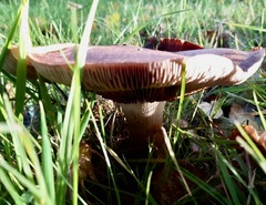 Tricholoma fulvum