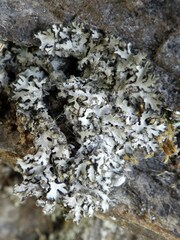 Phaeophyscia orbicularis