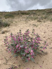 Penstemon albomarginatus