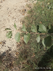 Ulmus minor