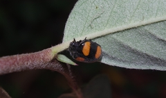 Toxotoma flavofasciata