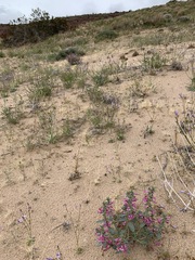 Penstemon albomarginatus