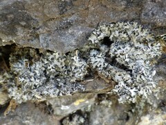 Phaeophyscia orbicularis