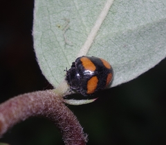 Toxotoma flavofasciata