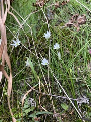Ornithogalum annae-ameliae