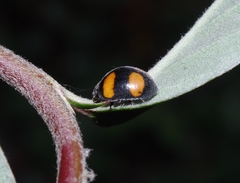 Toxotoma flavofasciata