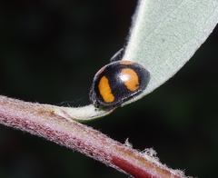 Toxotoma flavofasciata