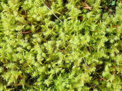 Rhytidiadelphus squarrosus