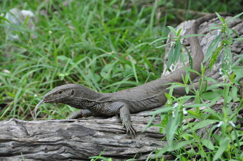 Bengal Monitor, photo 6 of 8
