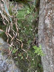 Ornithogalum annae-ameliae
