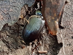 Nebria brevicollis