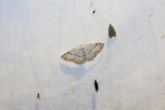 Cyclophora pendulinaria